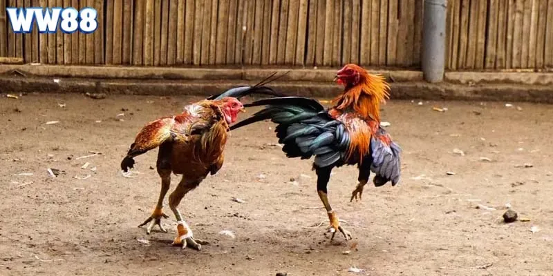 Quy định trong trận và kết quả