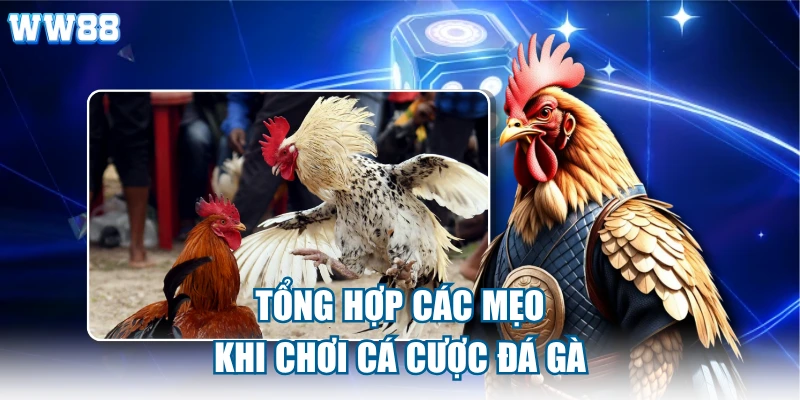 Tổng hợp các mẹo khi chơi cá cược đá gà